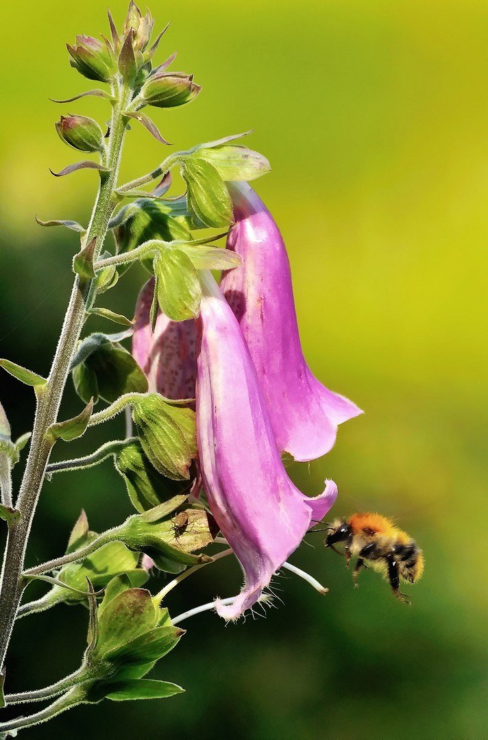 Hummel auf Nektarsuche