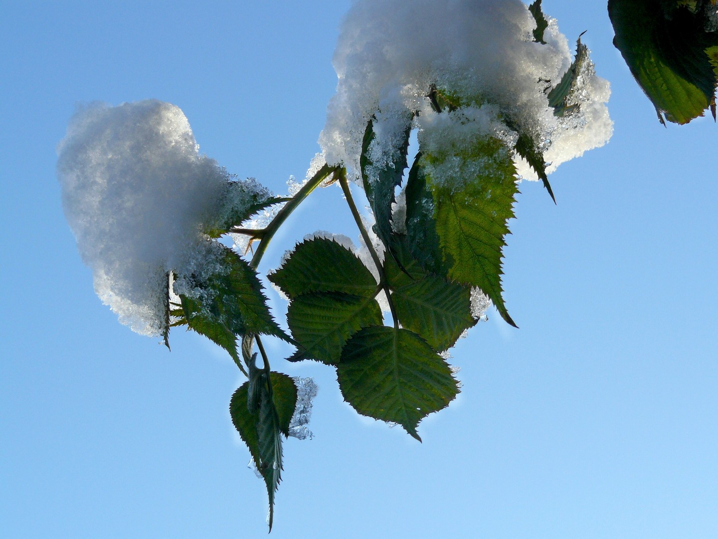 Schneemützen