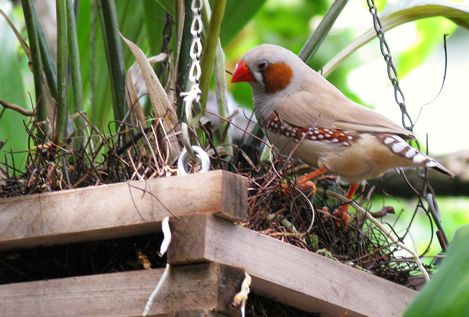 Schöner Vogel