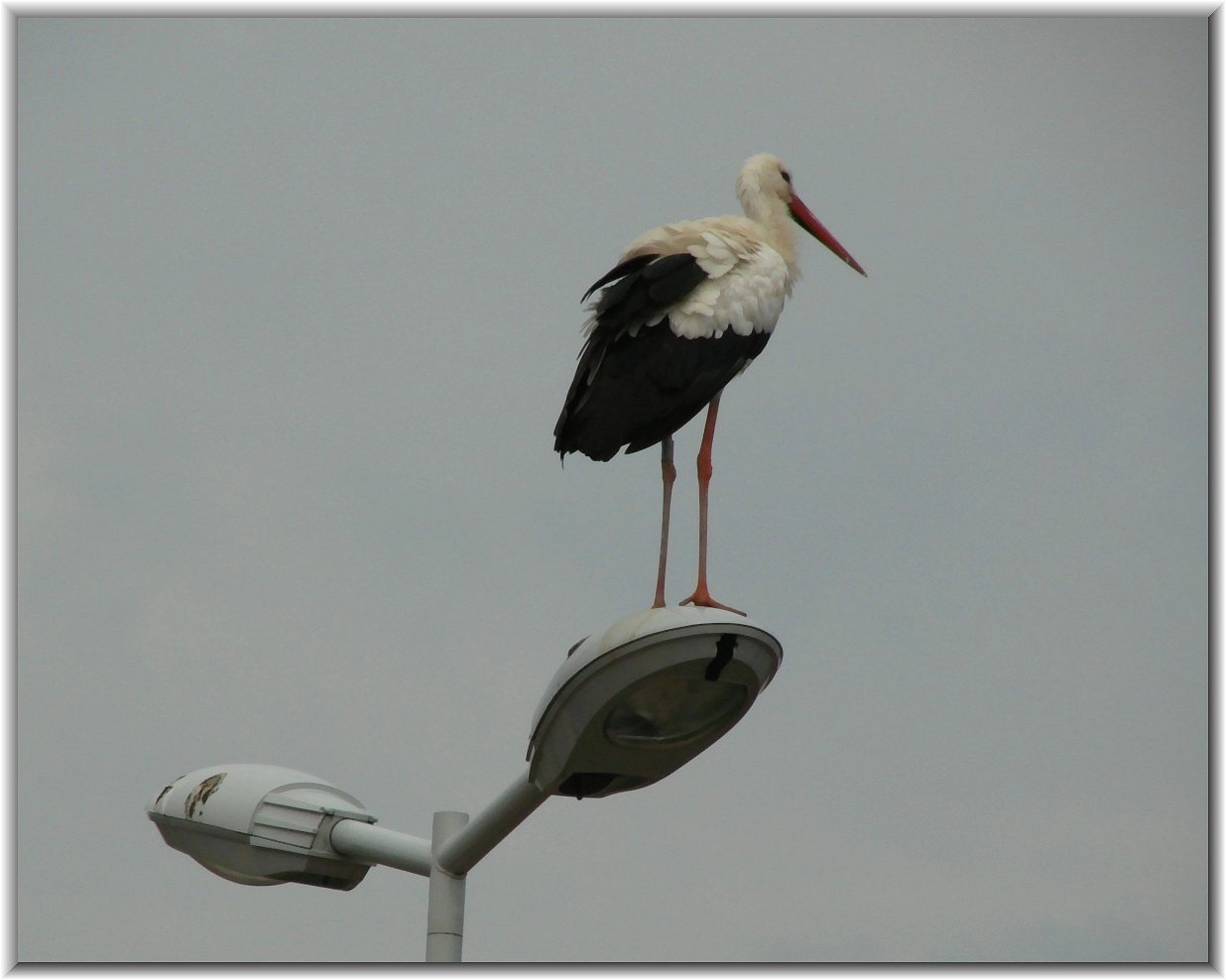 Storch