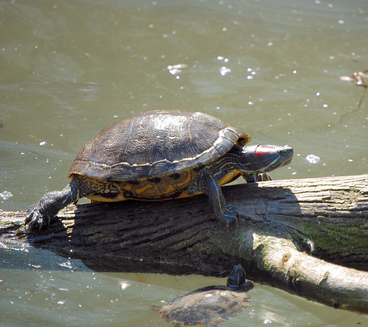 Tortue.