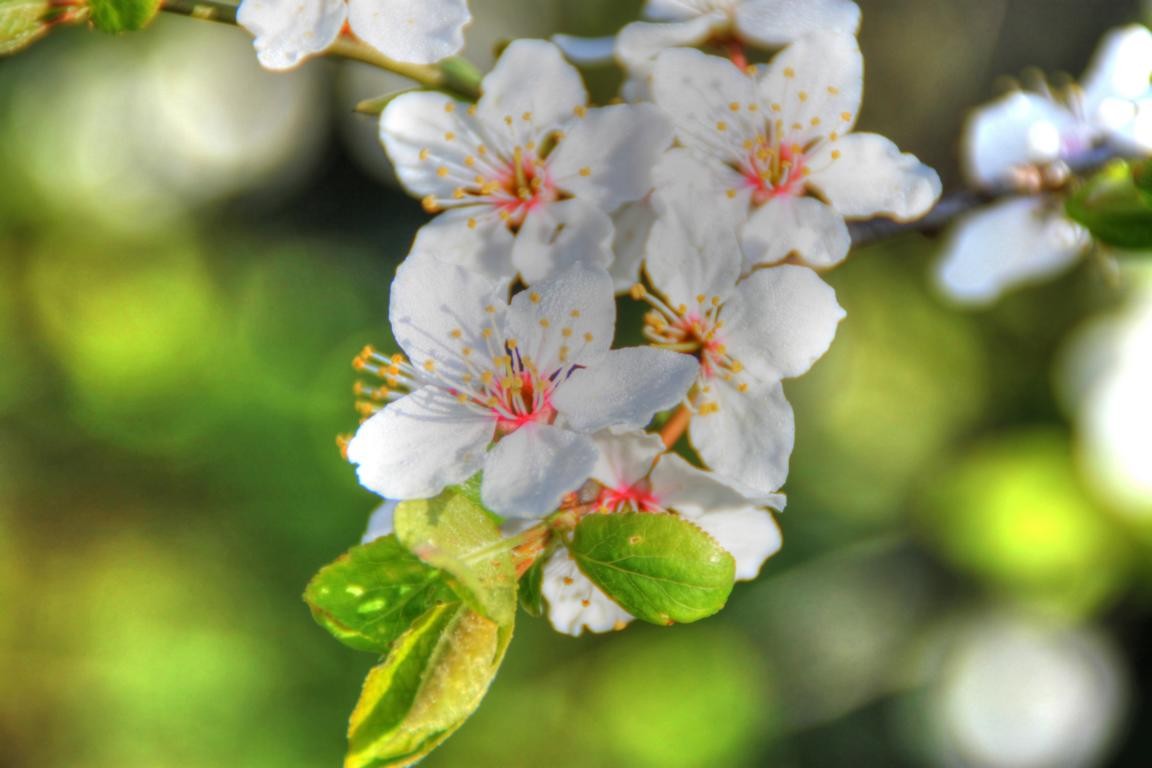 Der Frühling ist voll da !!