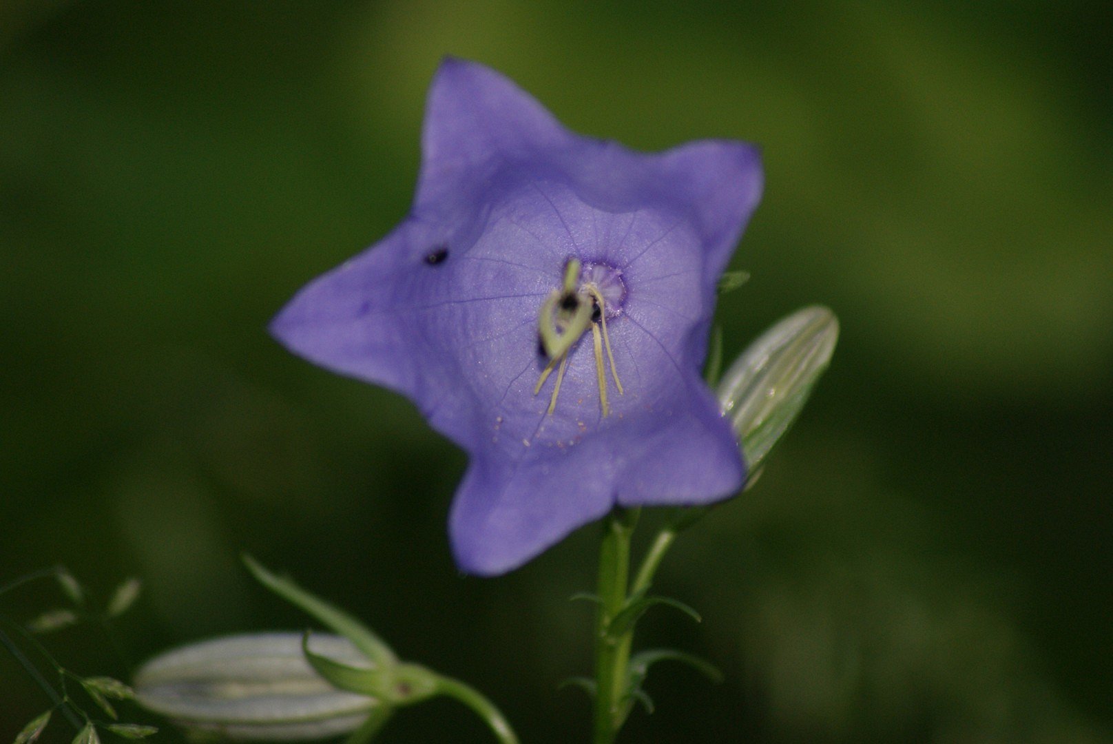 Waldblume