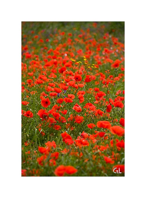 Rotes Blütenmeer!