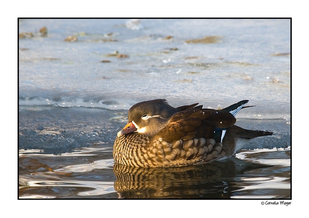 Mandarinenten-Weibchen