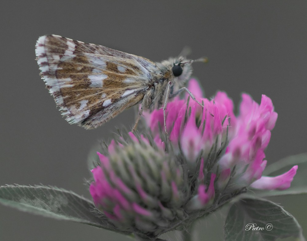 Carcharodus alceae