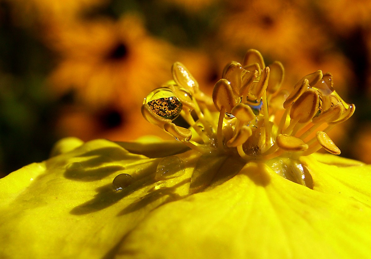 Gelbe Blüte mit Wassertropfen