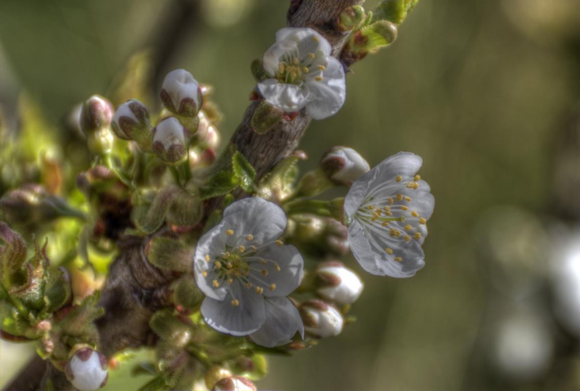 Kischblüte