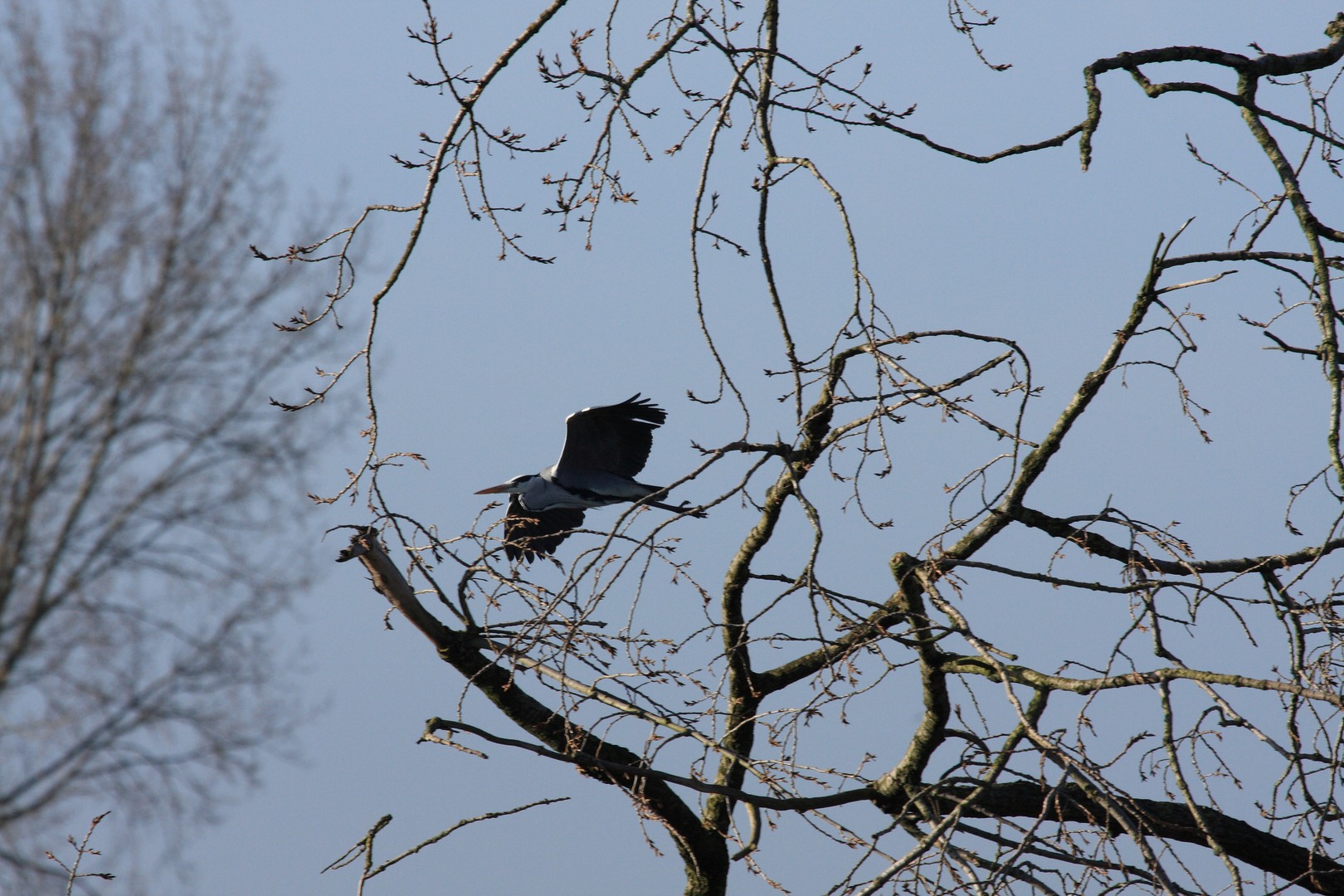 Reiger achter de bomen