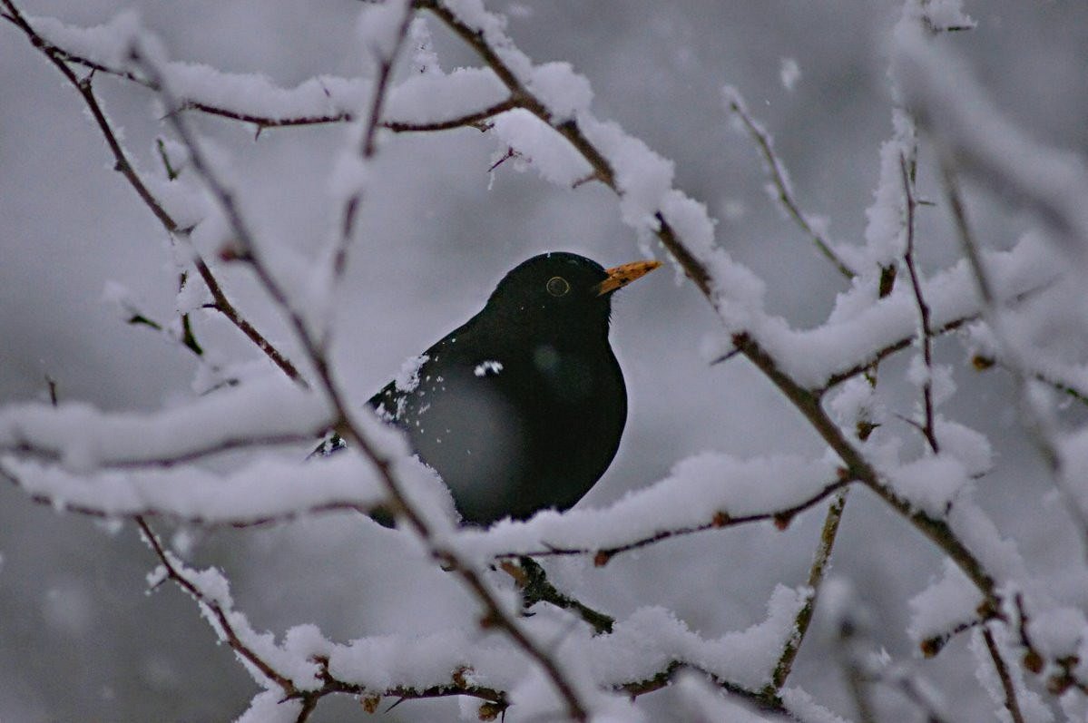 Eine Amsel im Schneegestöber !