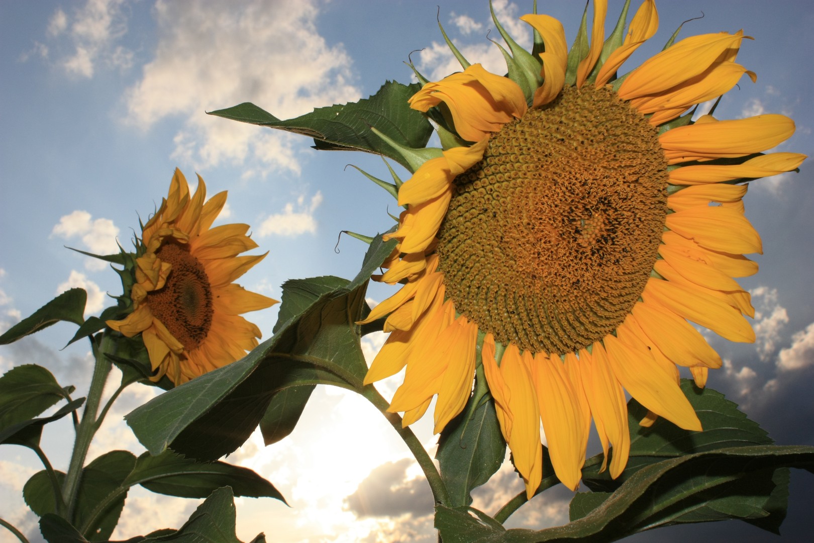 Sonnenblumen