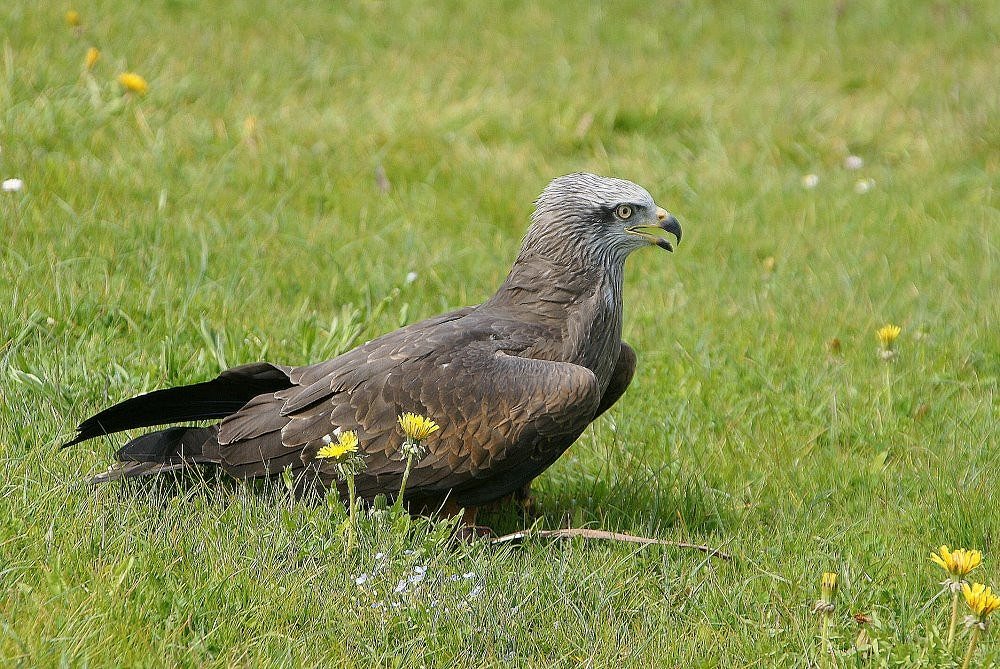 ein kleiner König der Lüfte !