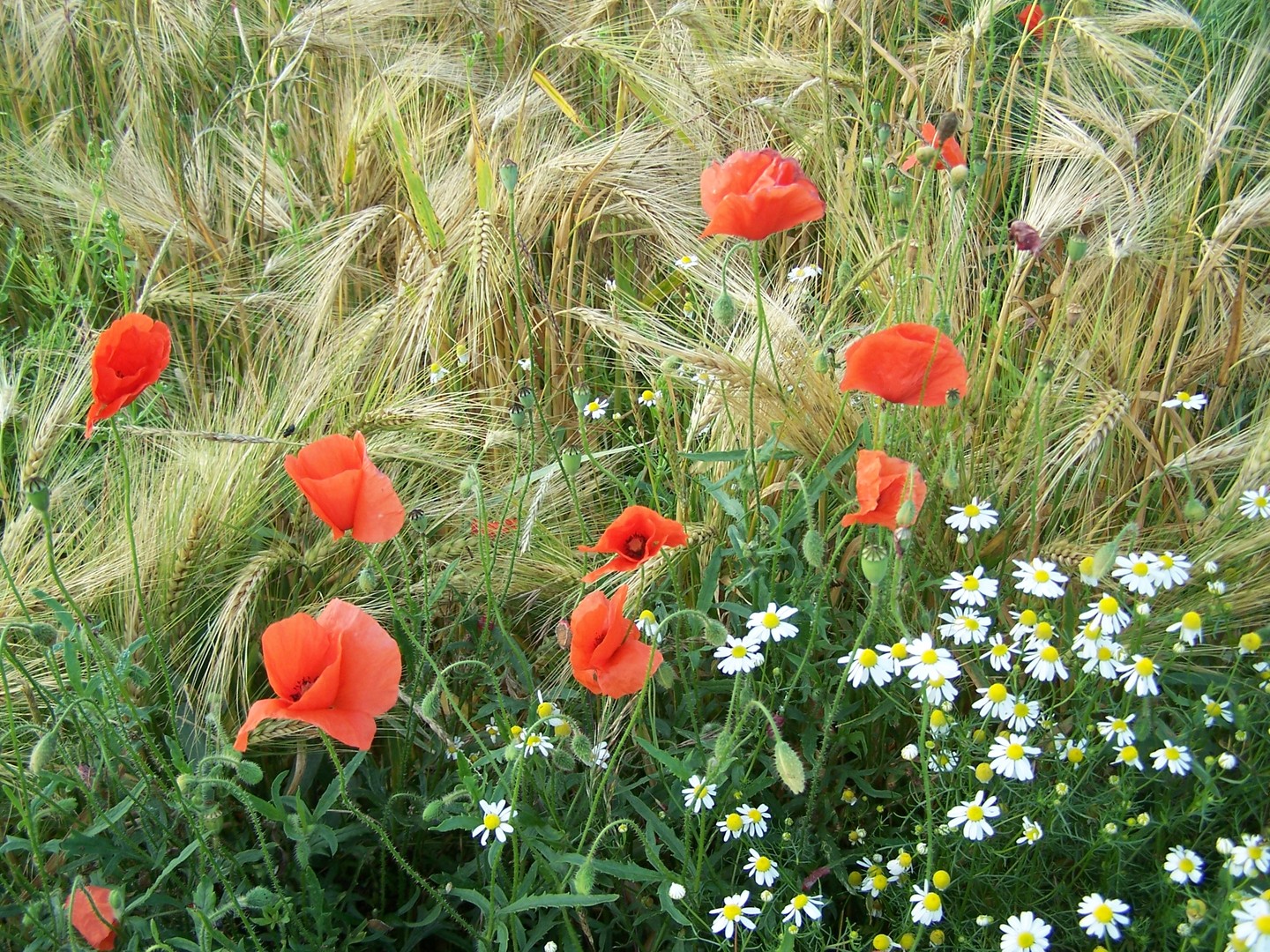 Rot grün weiss