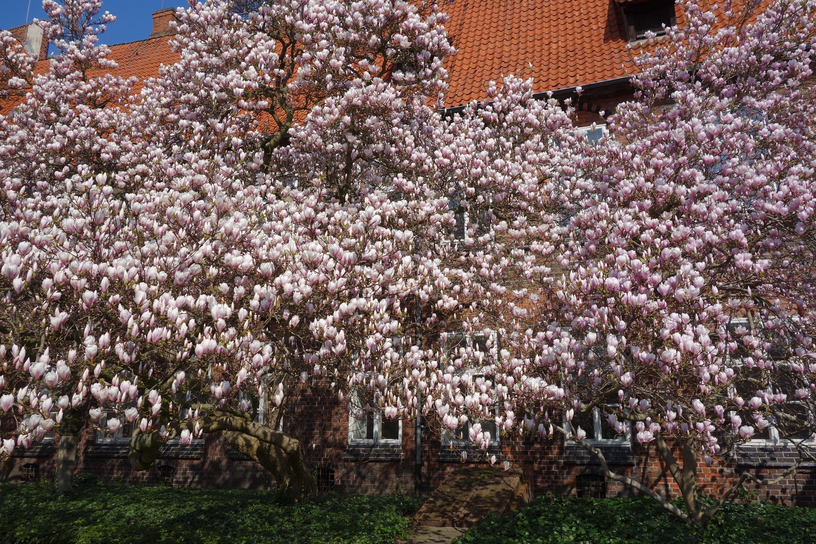 Auf den Spuren von Rote Rosen (Lüneburg)