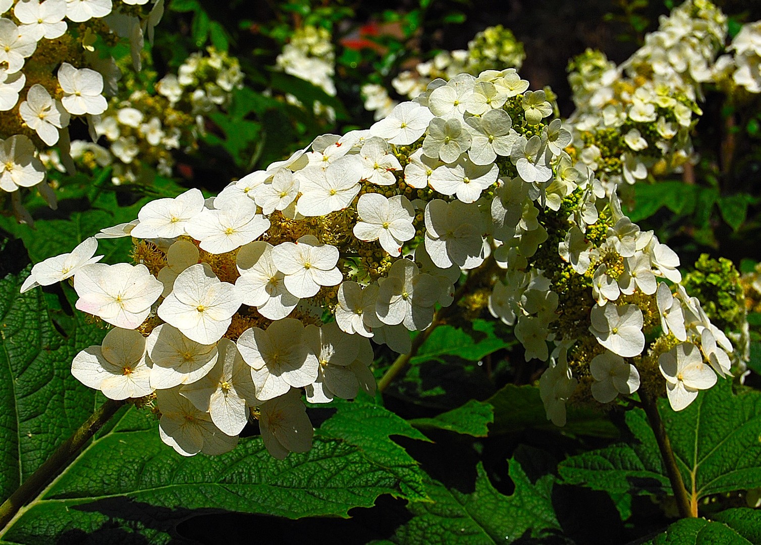 Fleurs.