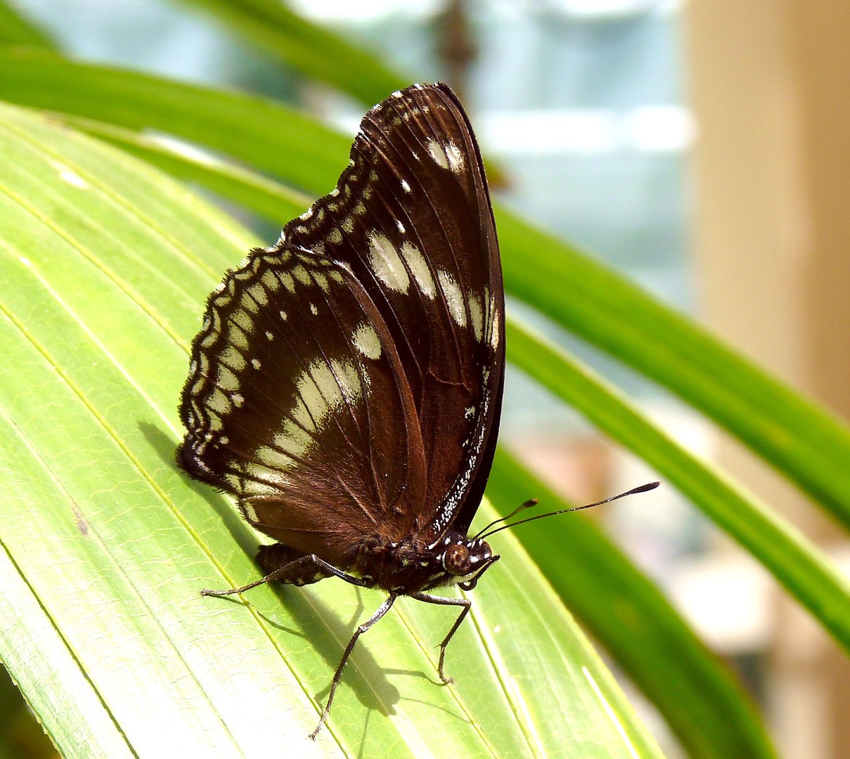 Tropenfalter auf Blatt