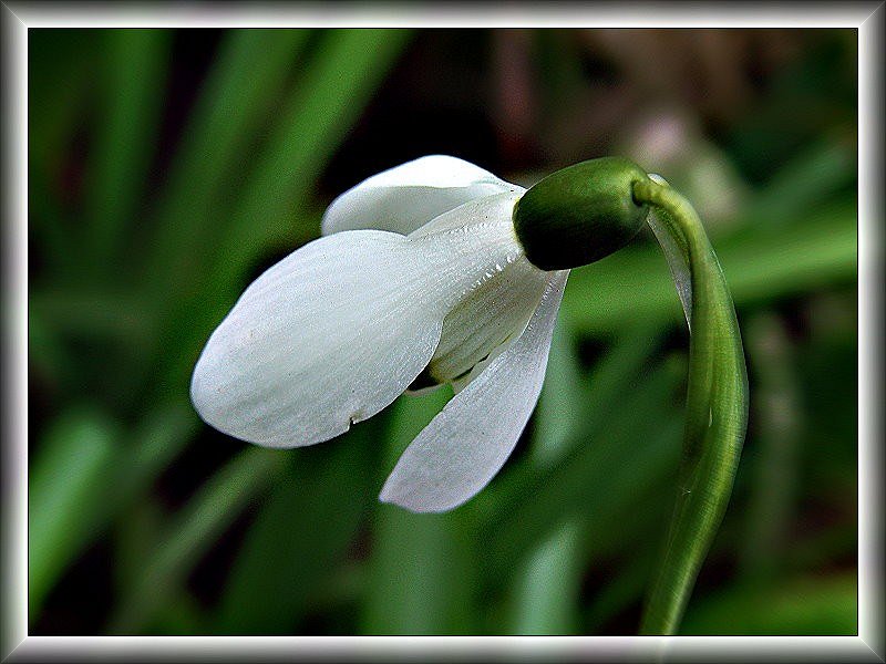 Frühling wirds...