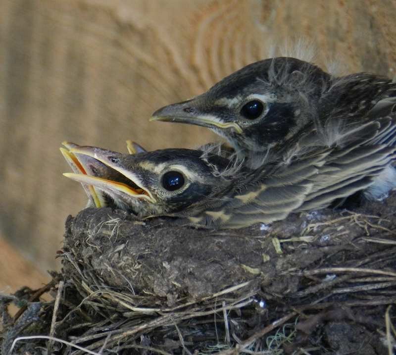 Robin chicks