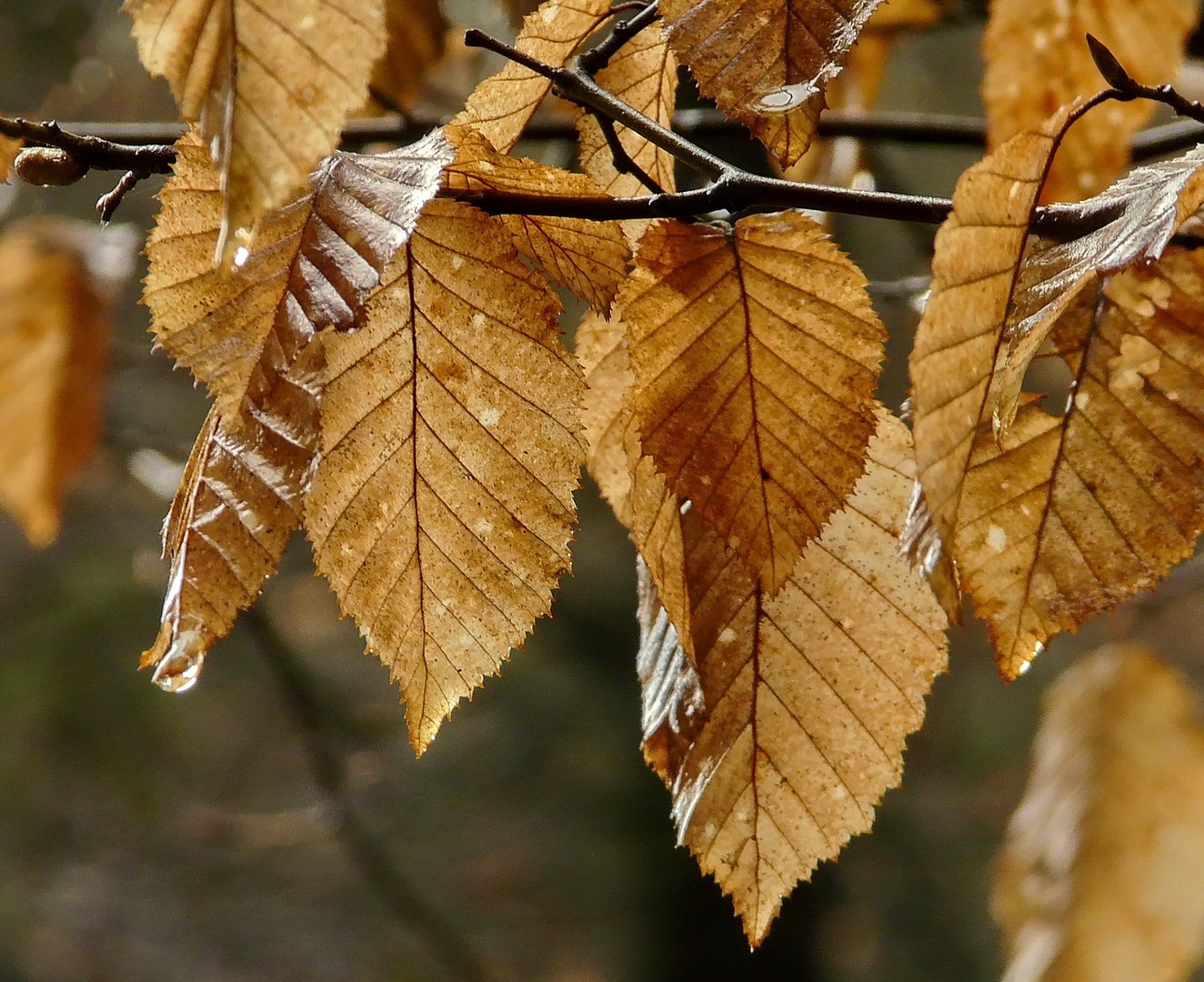 Buchenlaub