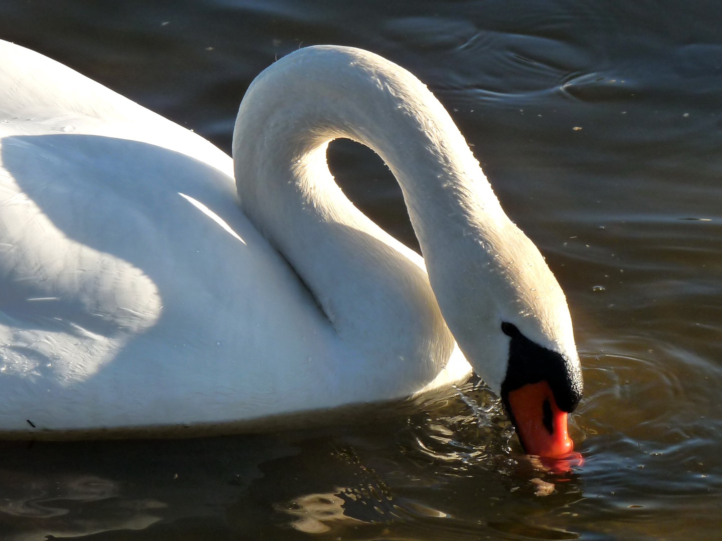 "Du lieber Schwan!"