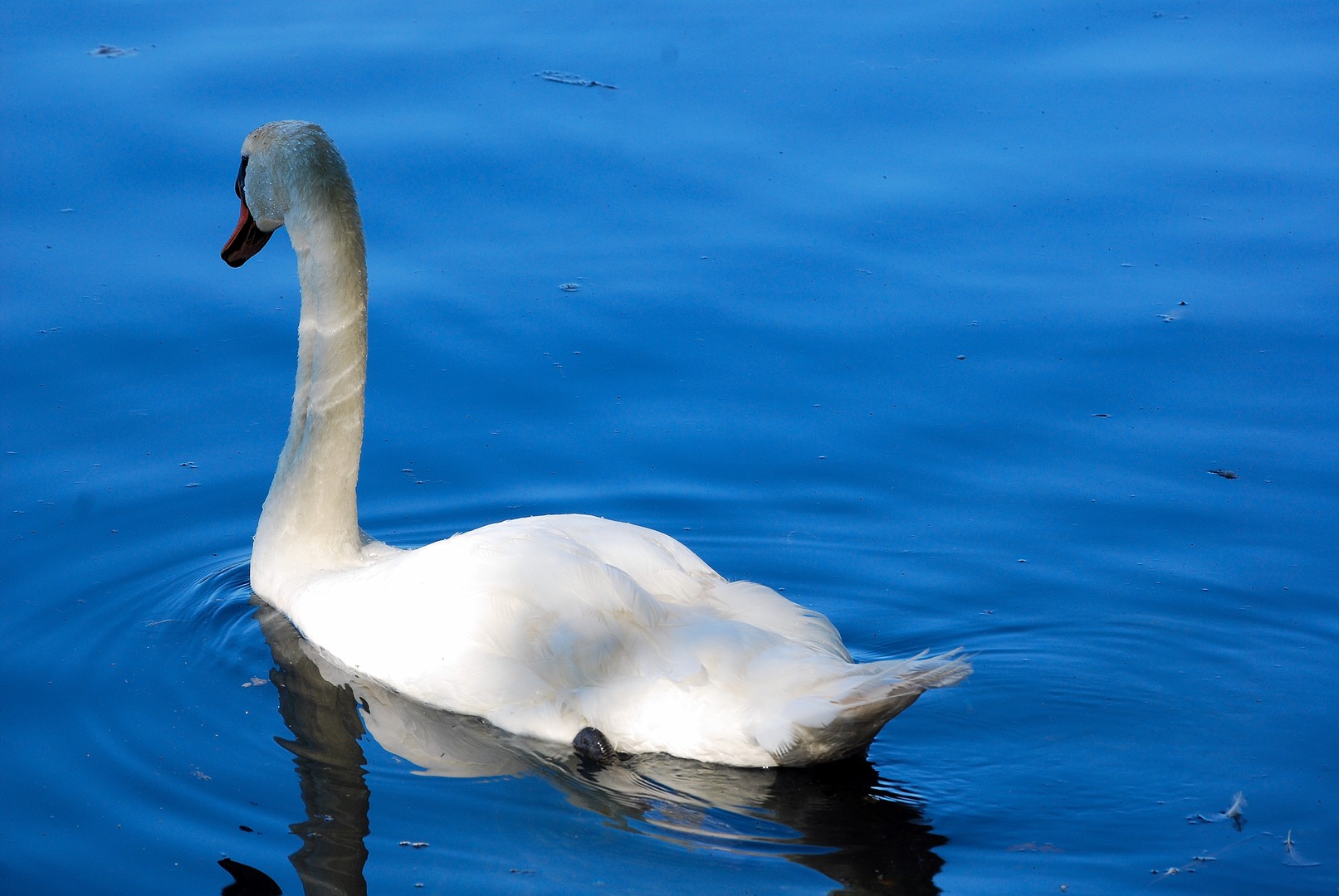 Cygne.