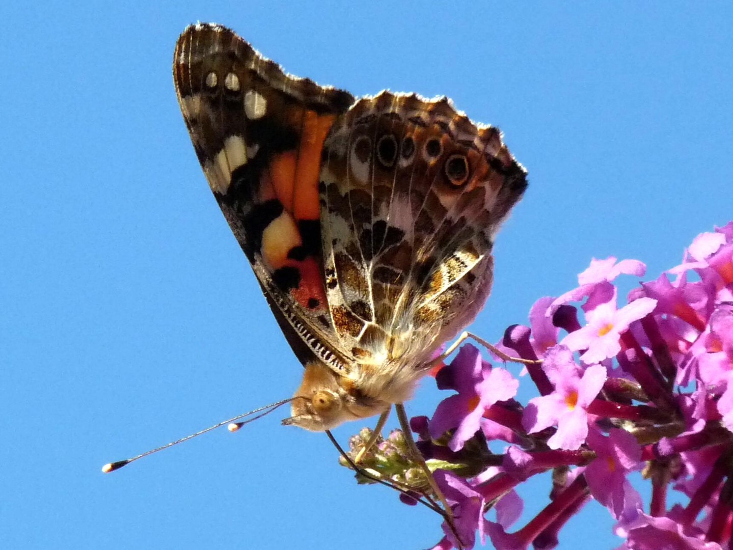 Distelfalter auf Sommerflieder