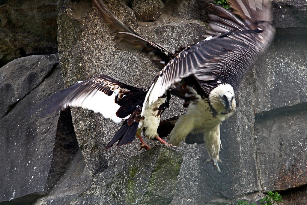 Bartgeier im Anflug