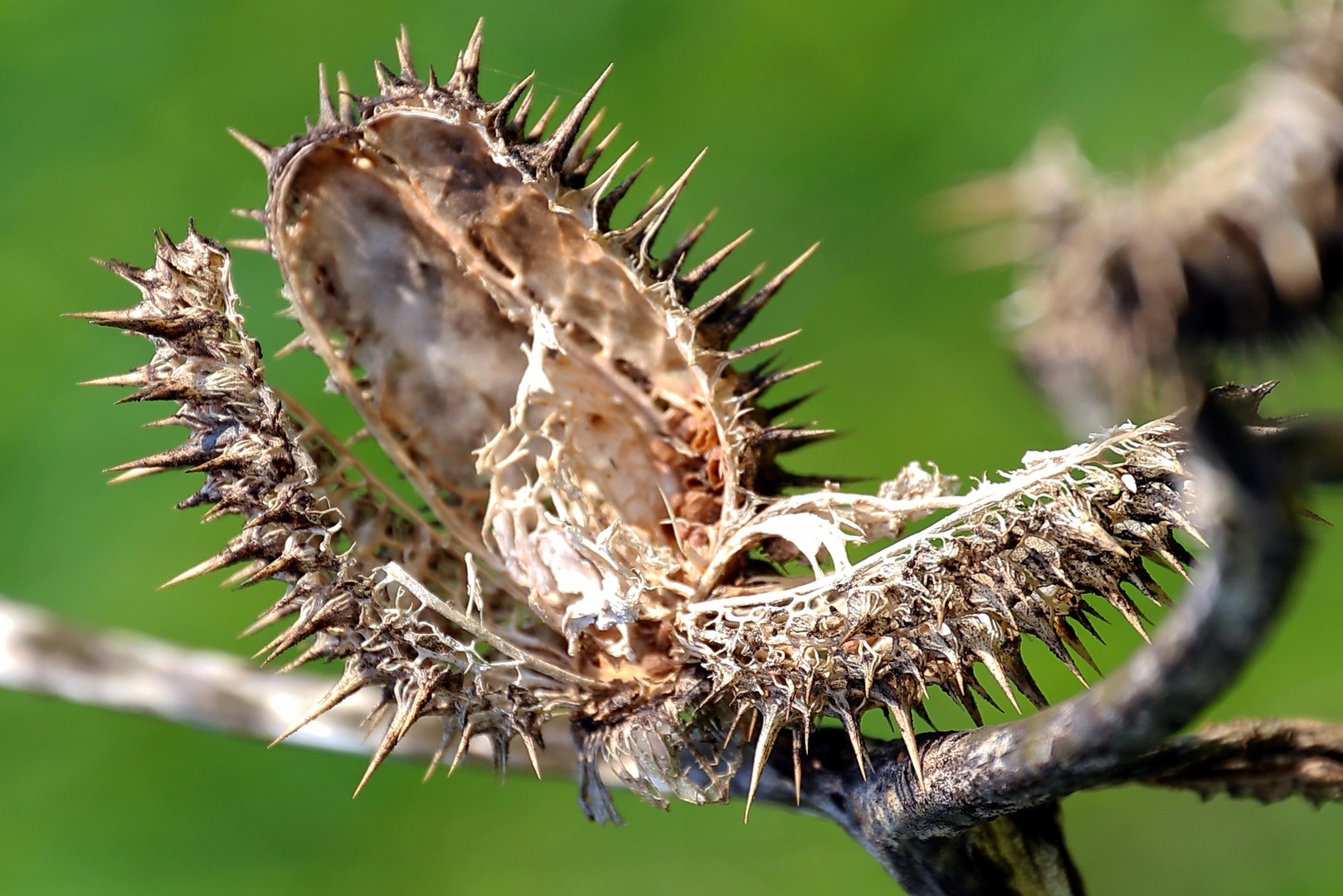 Distel