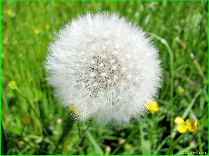 Pusteblume