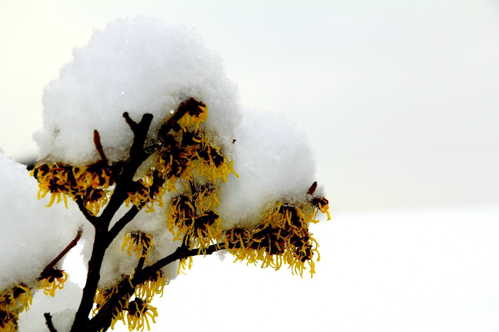 Schneehäubchen auf der Zierhaselnuss