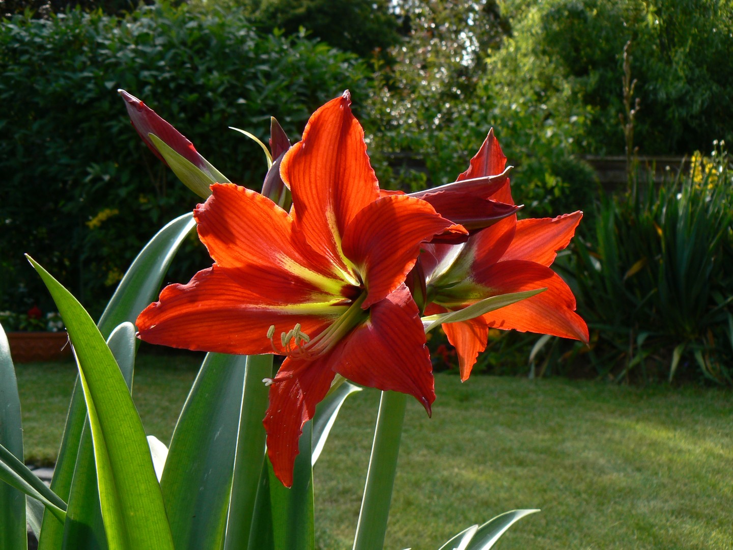 Amaryllis