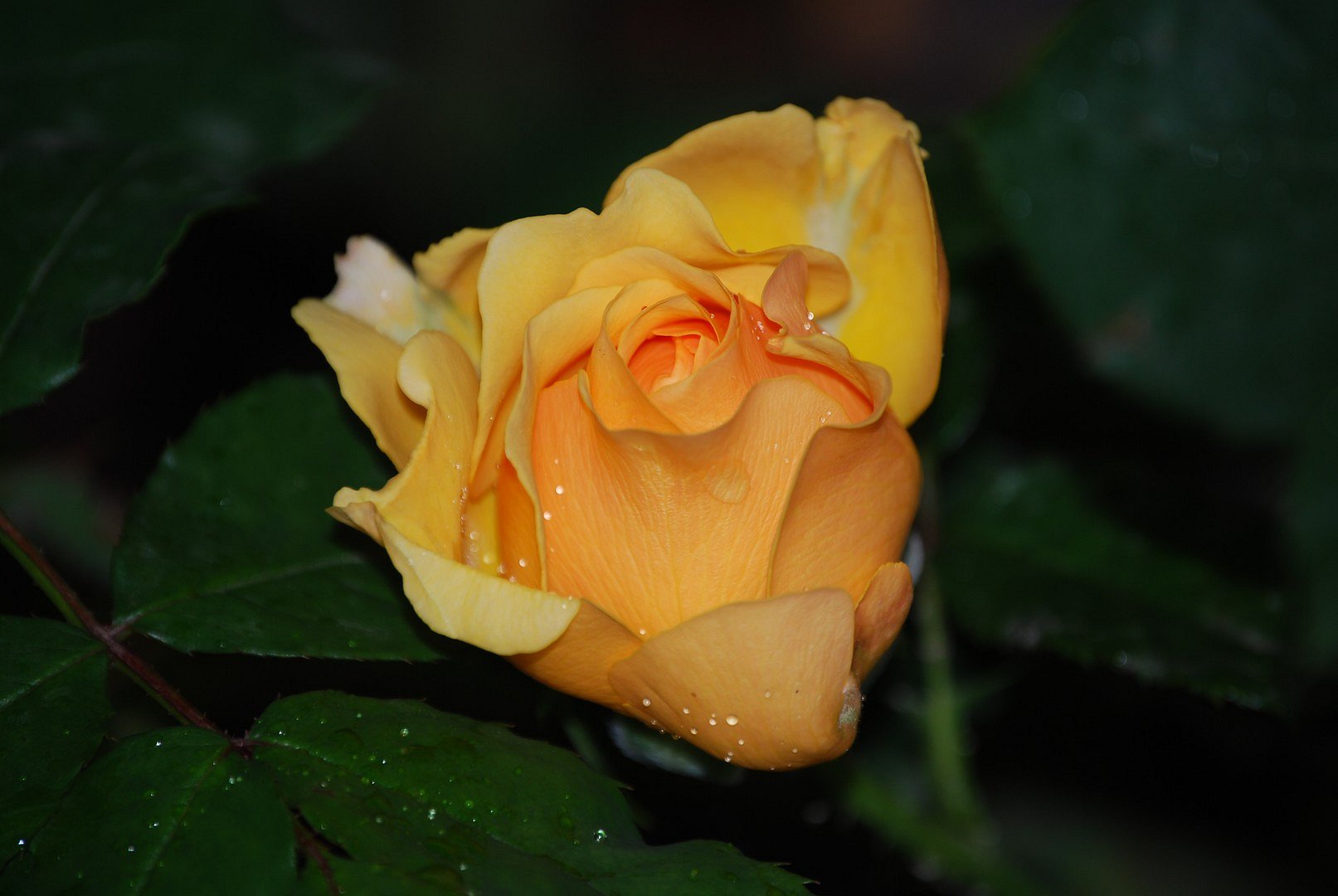 Rose jaune.