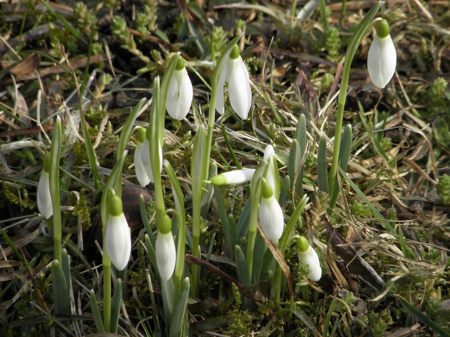 Frühlingsbote