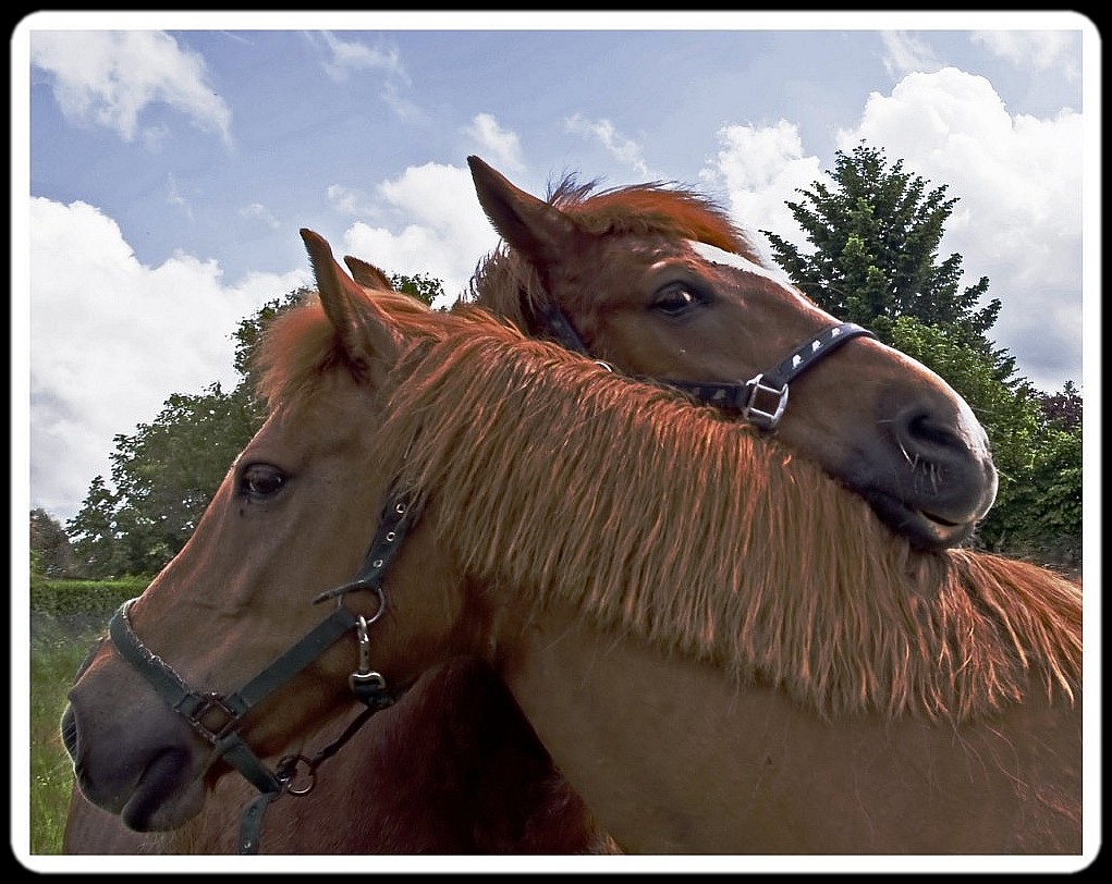 Pferdefreundschaft