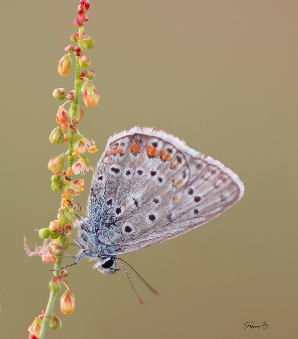 Aricia agestis