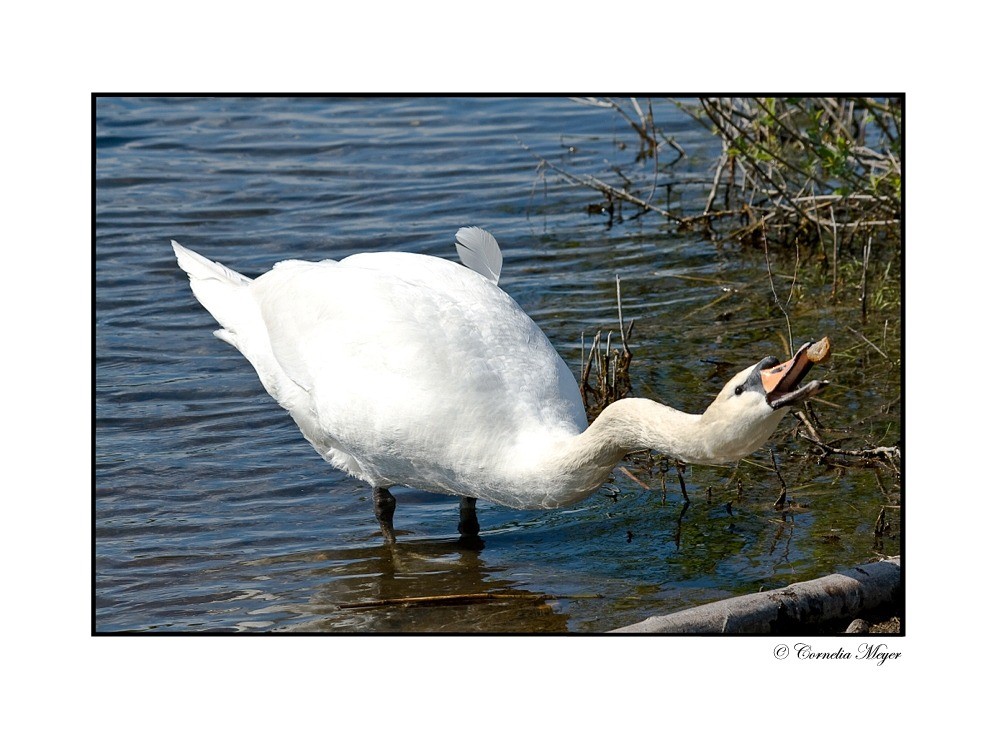 Verspielter Schwan