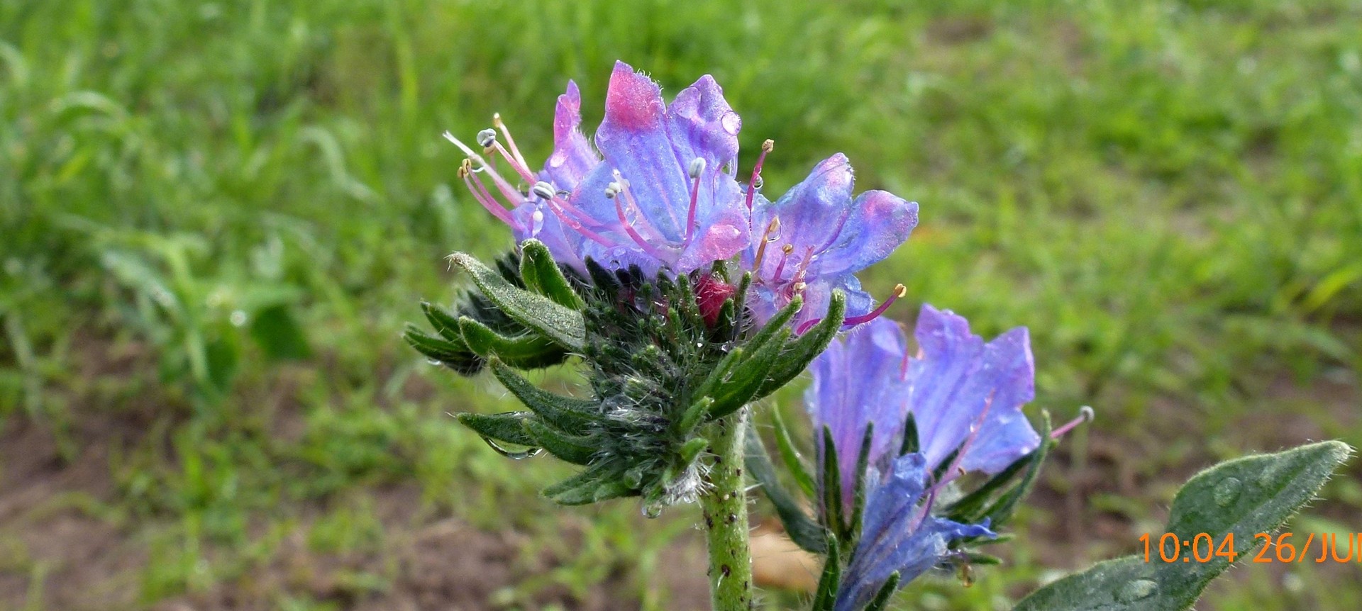 Kleines Wild-Blümchen...