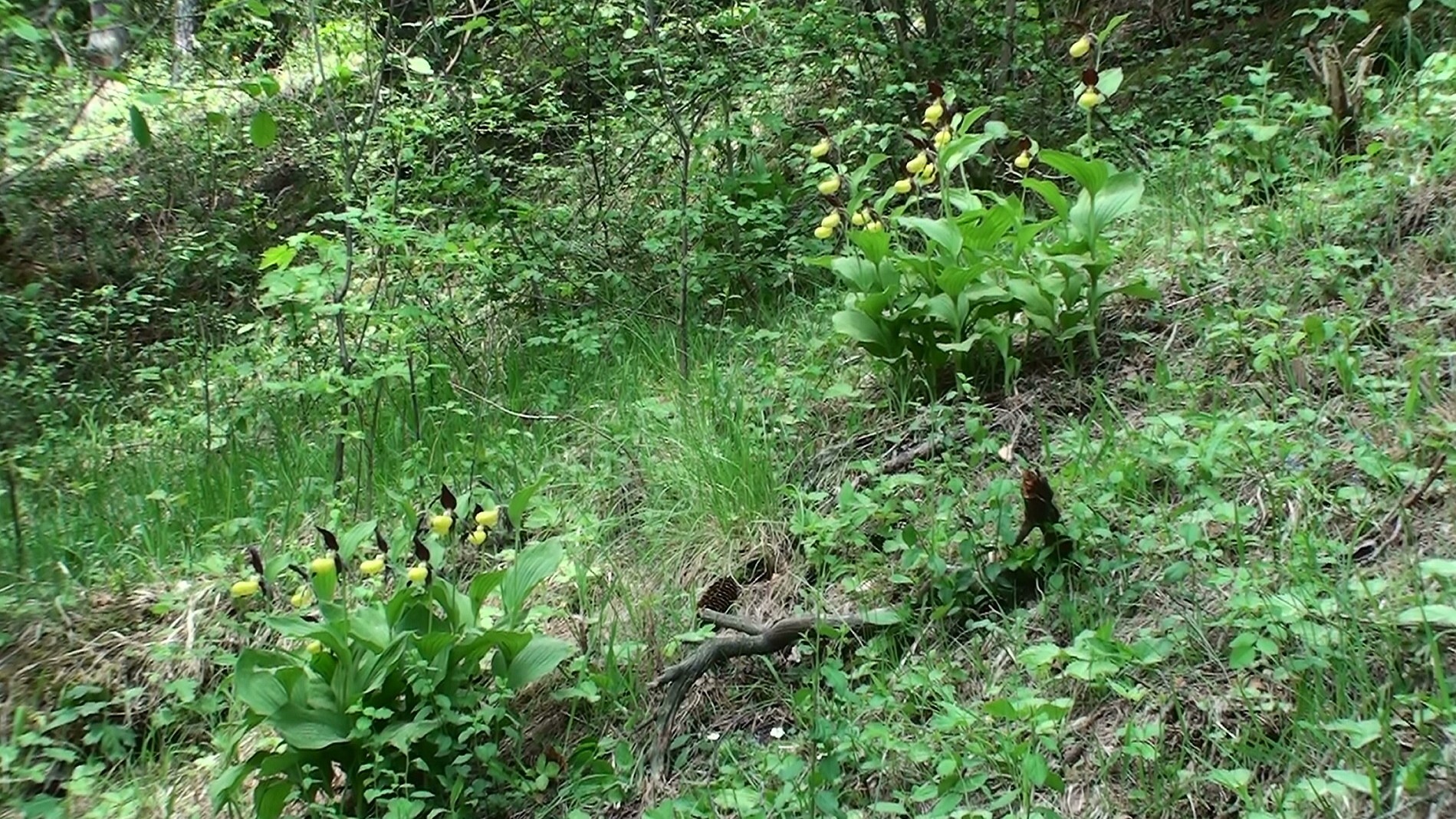 Einheimische Orchideen: Der Frauenschuh (1)