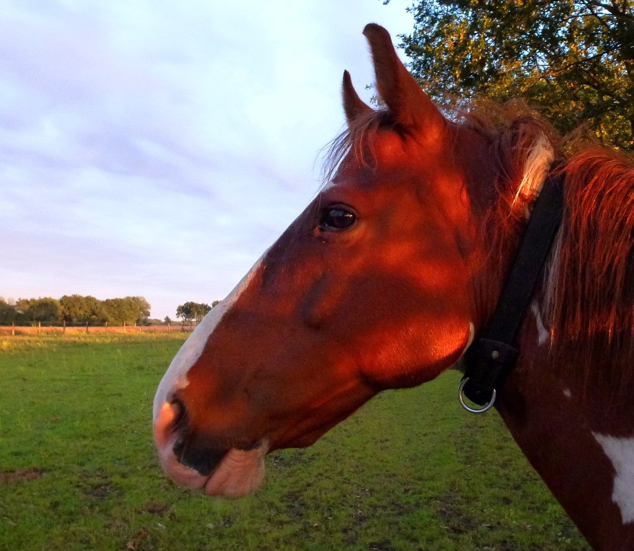 Jerry in der Abendsonne