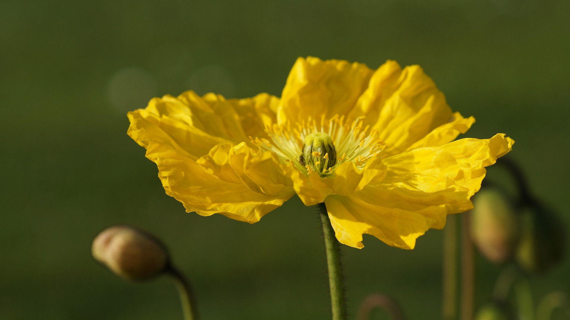 Blume im Licht