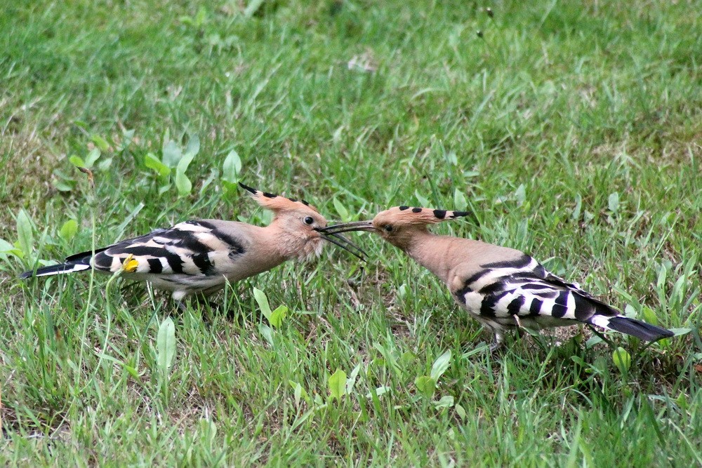 Huppes fasciées