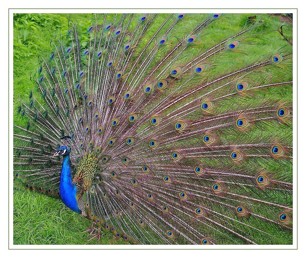 Pfau schlägt Rad