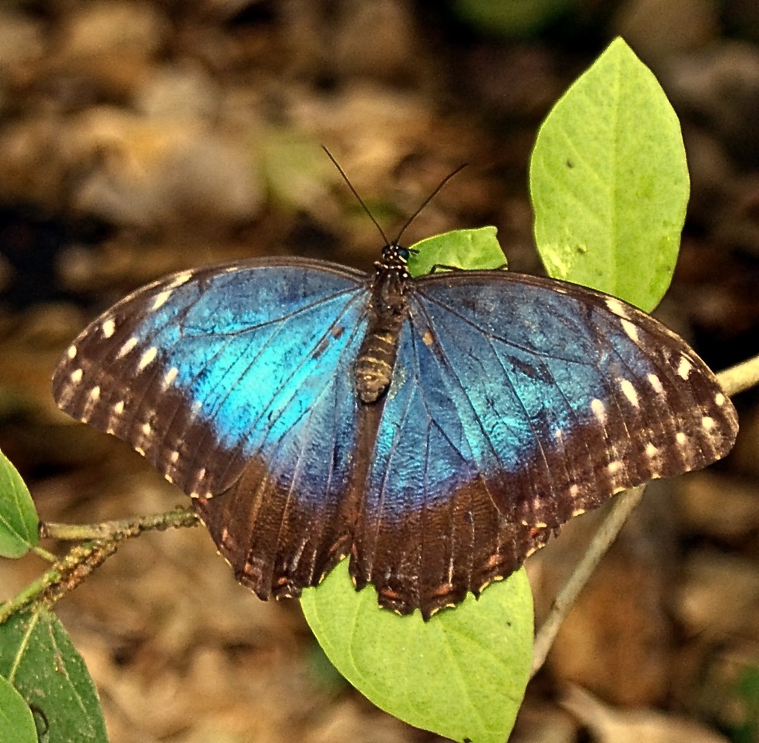 Schmetterling