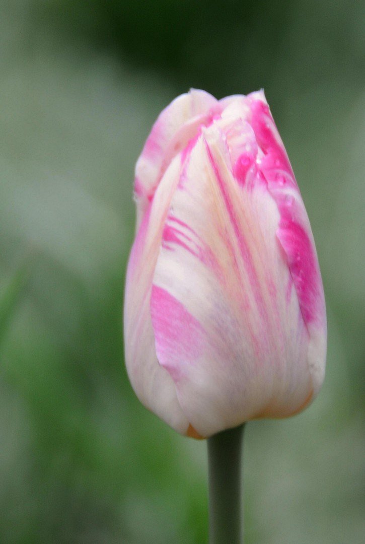 Ein Hauch lila Tulpe