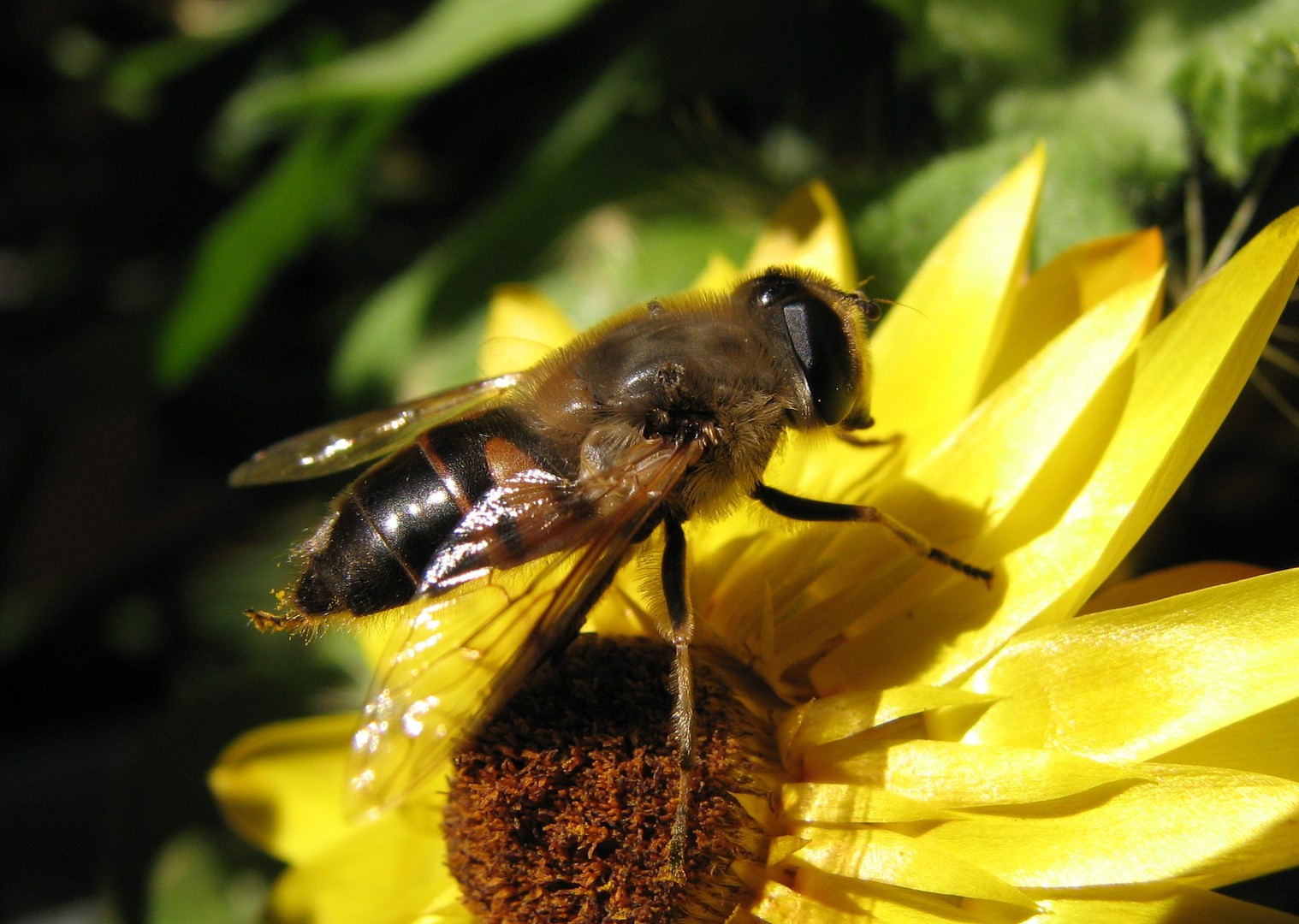 Noch eine Biene auf der Strohblume