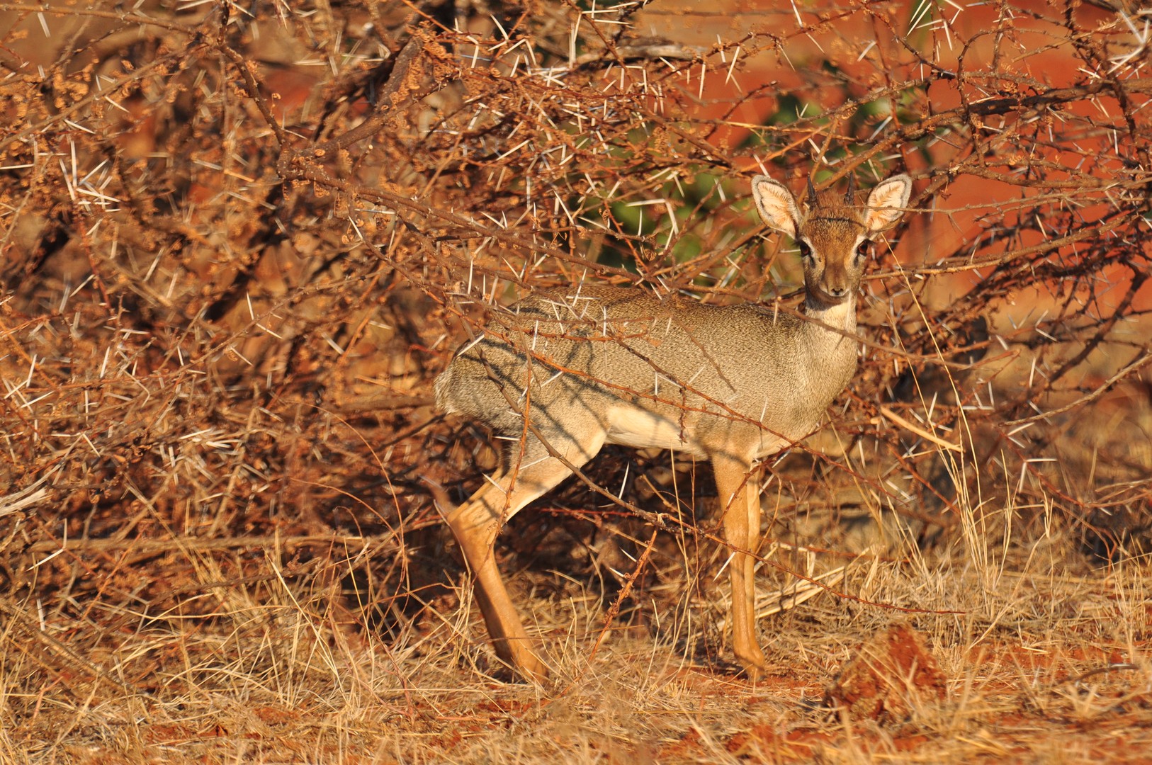 Dik Dik Antilope Tsavo West NP