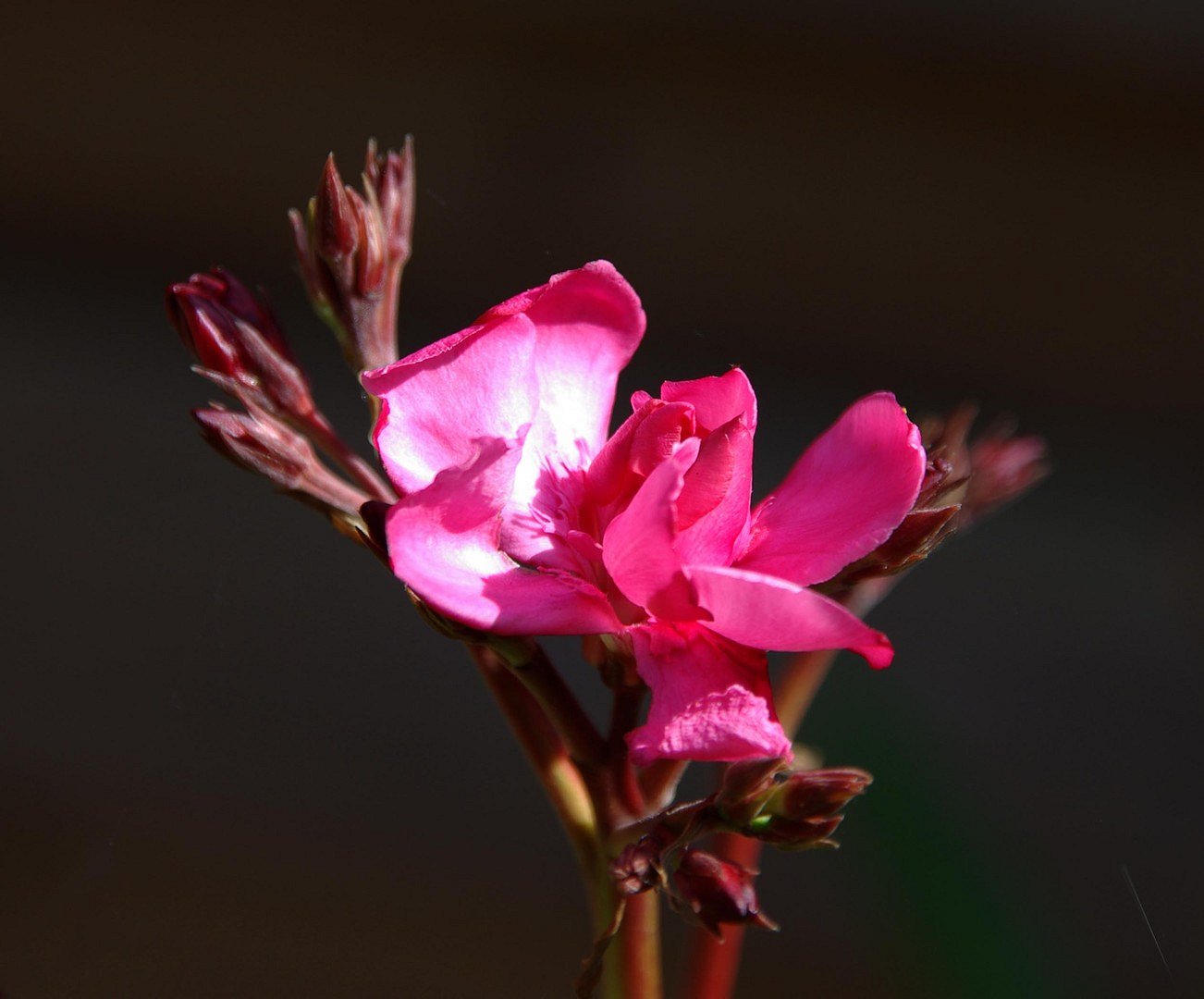 Oleander