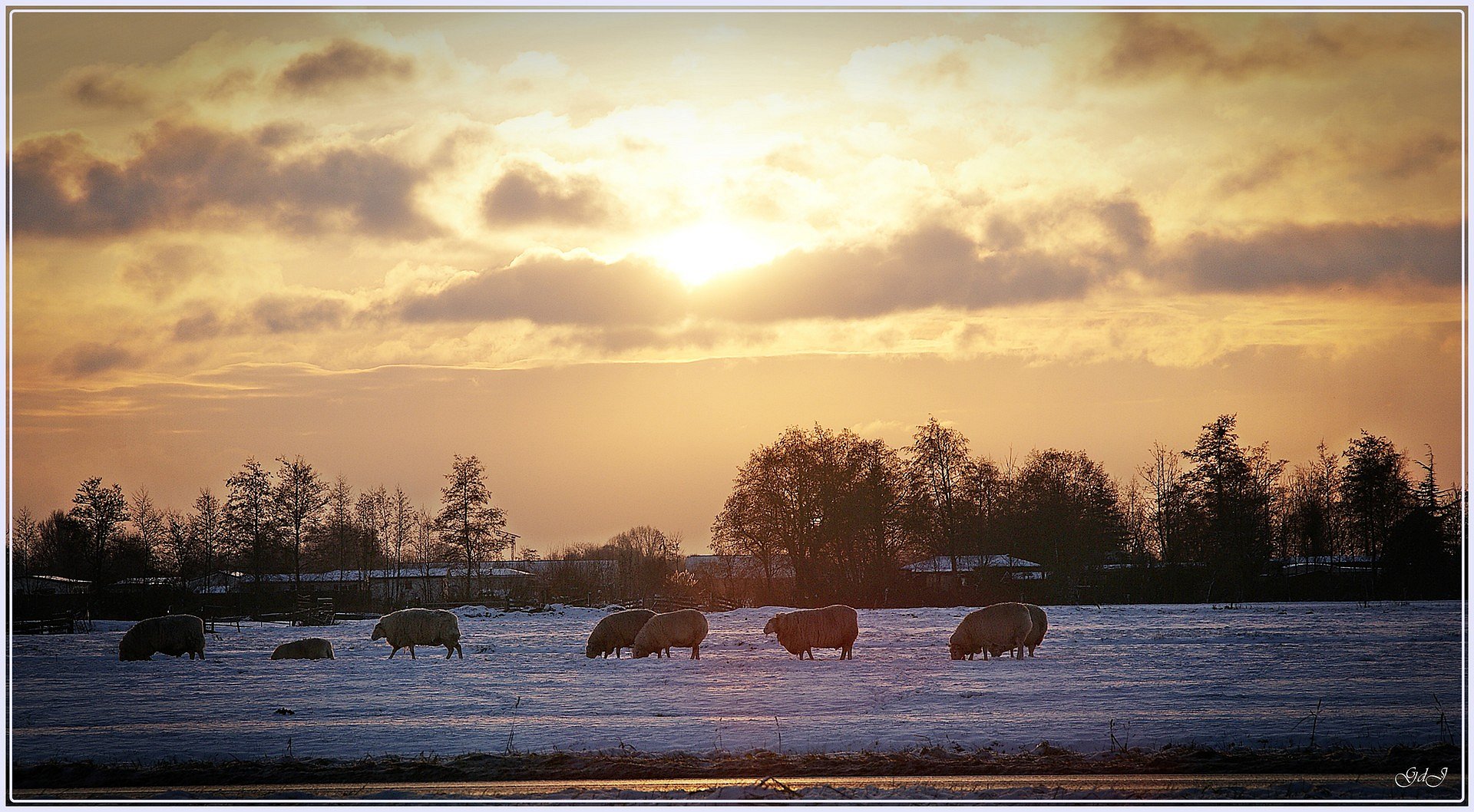 Schapen in de wei