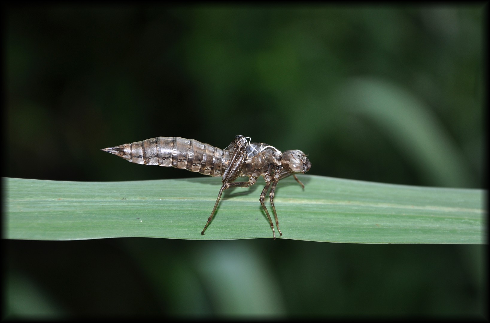 Insektenhülle