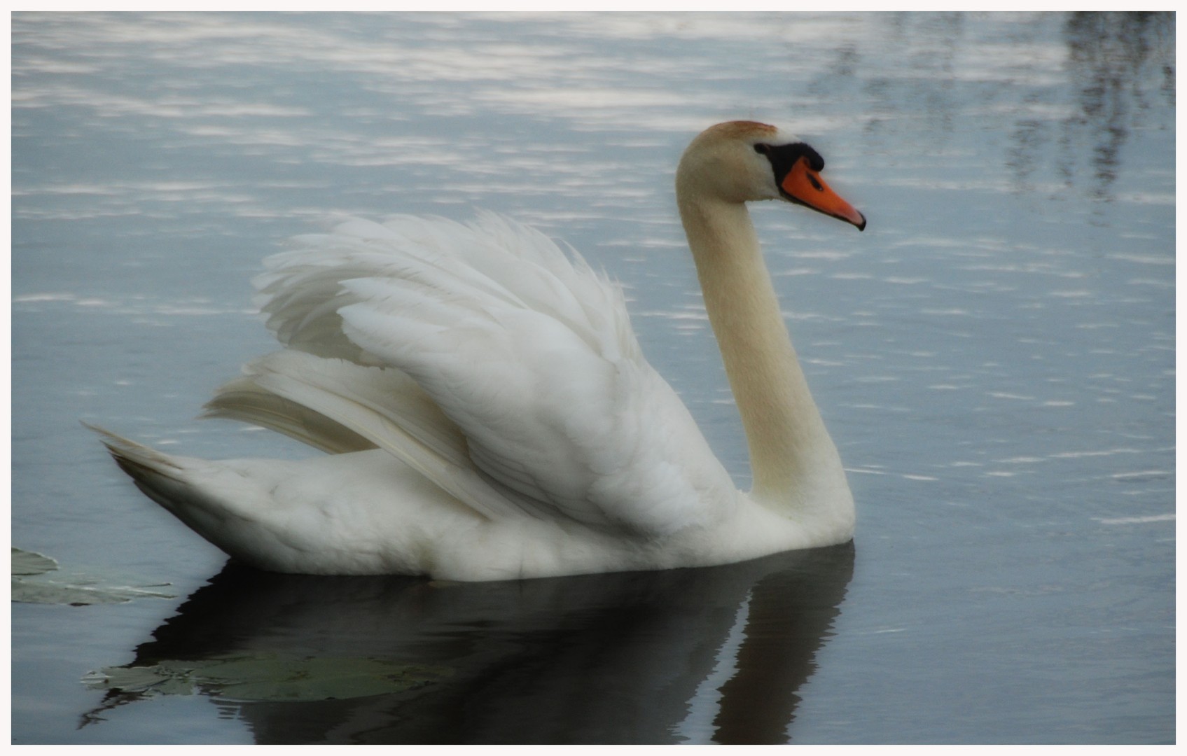 Swan 